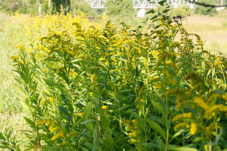 Small wild yellow flowers in the field.の写真素材