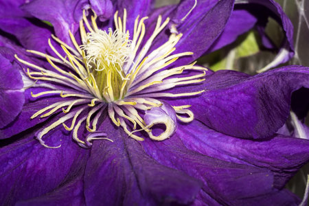 Close up of big violet flower, natural background.