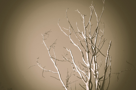 Branching old dead tree over blue sky, filtered background.の写真素材