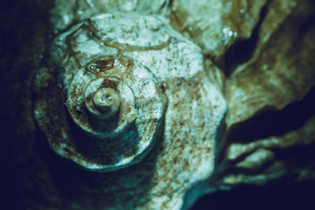 Natural big decorative brown seashell, close up photo with vintage color effect.の写真素材