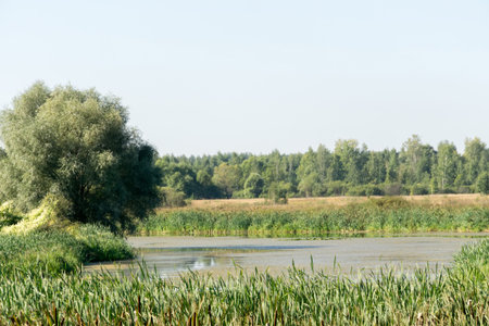 Sunny summer landscape with trees, countryside background.