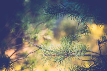 Pine trees in the morning forest at the end of summer, filtered background.の写真素材