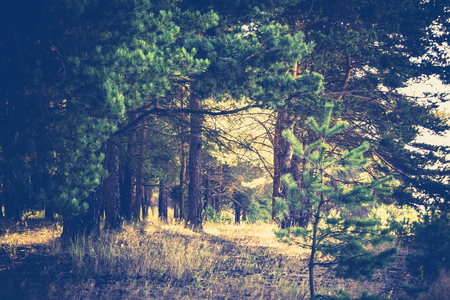 Pine forest in the morning at the end of summer, retro colors.の写真素材