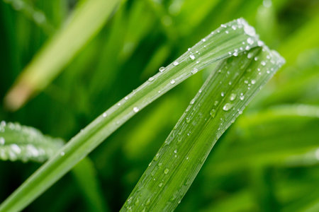 Fresh green grass with dew drops, macro photo with bokeh lights.