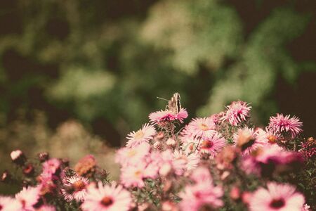 Small pink flowers and butterfly in the garden, macro photo with shallow dof, paper textured.の写真素材