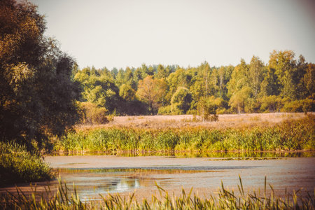 Sunny summer landscape with trees, vintage countryside background.