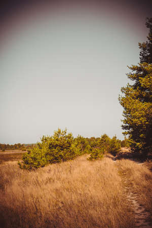Sunny summer landscape with trees, vintage countryside background.の写真素材