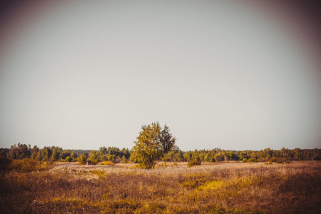 Sunny summer landscape with trees, vintage countryside background.の写真素材