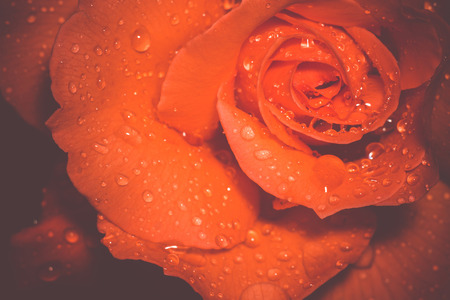 Decorative orange rose with raindrops vintage macro background.の写真素材