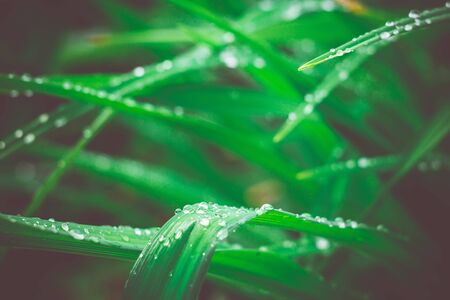 Fresh green grass with dew drops, vintage colors, macro photo with bokeh lights.の写真素材
