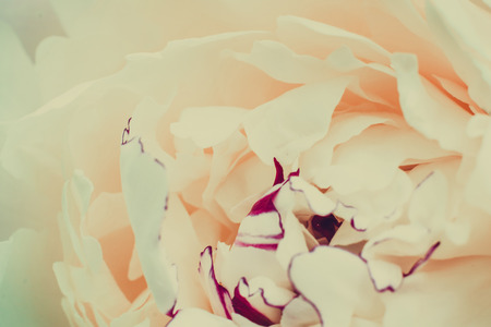 Decorative white peony flower, vintage close up background.の写真素材
