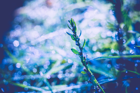 Fresh green grass with dew drops, vintage colors, macro photo with bokeh lights.の写真素材