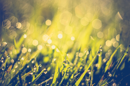 Fresh green grass with dew drops, vintage colors, macro photo with bokeh lights.の写真素材