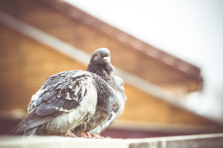 Gray urban pigeons sits on a metal parapet, vintage background.の写真素材