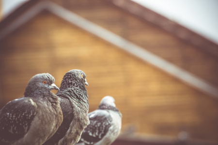 Gray urban pigeons sits on a metal parapet, vintage background.の写真素材