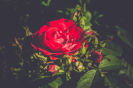 Red roses climb a rose arbor in the garden, vintage colors.の写真素材