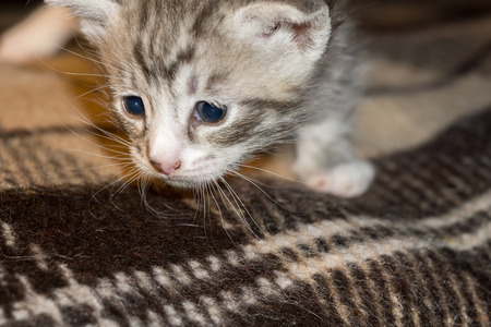 Cute little kitten of grey color with black stripes and spots.の写真素材