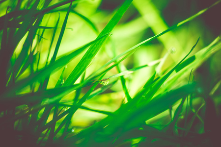 Fresh green grass with dew drops, vintage colors, macro photo with bokeh lights.の写真素材