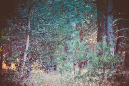 Pine forest in the morning at the end of summer, filtered background.の写真素材
