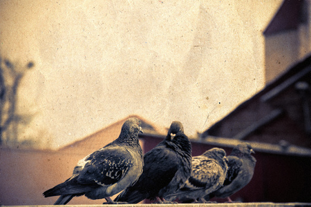 Gray urban pigeons sits on a metal parapet, vintage background.の写真素材