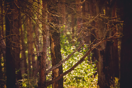 Close up of pine trees in the morning forest, filtered background.の写真素材