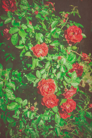 Red roses climb a rose arbor in the garden, grunge paper textured background.の写真素材