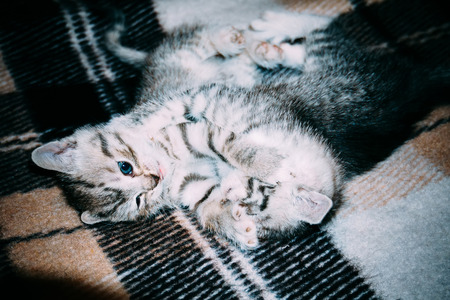 Cute little kittens of grey color with black stripes and spots, vintage background.の写真素材