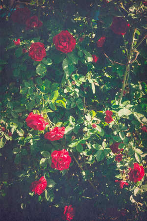 Red roses climb a rose arbor in the garden, grunge paper textured background.の写真素材