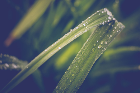 Fresh green grass with dew drops, vintage colors, macro photo with bokeh lights.の写真素材