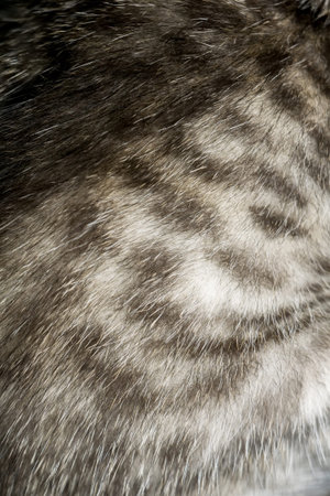 Close up of little kitten of grey color with black stripes and spots.