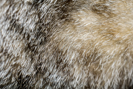 Close up of little kitten of grey color with black stripes and spots.