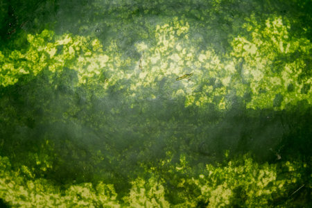 Sweet watermelon rind close up, shallow depth of field.