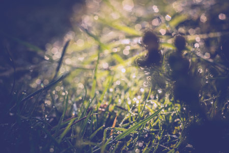 Fresh green grass with dew drops, vintage colors, macro photo with bokeh lights.