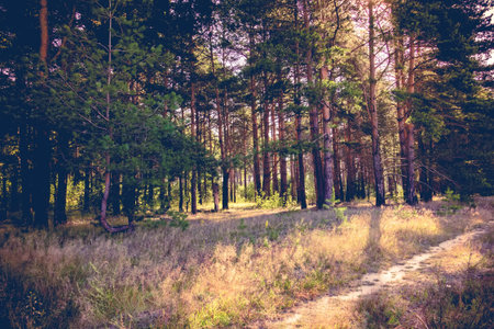 Pine forest in the morning at the end of summer, vintage colors.