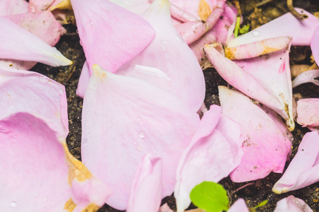 Falling pink rose petals on the ground in the garden.の写真素材