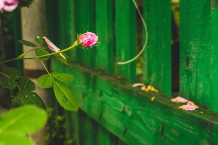 Climbing pink rose in the garden, close up background.の写真素材
