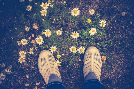 Lots of wild little white daisy flowers, vintage colors.の写真素材