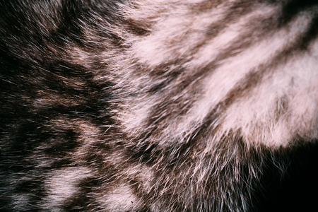 Close up of little kitten of grey color with black stripes and spots.の写真素材