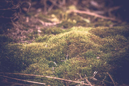 Green common moss in the forest, vintage close up background.の写真素材