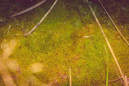 Green common moss in the forest, vintage close up background.