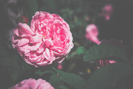 Climbing pink rose in the garden, close up vintage background.の写真素材