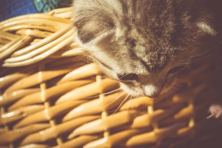 Lovely baby tabby kitten close up background, vintage colors.の写真素材