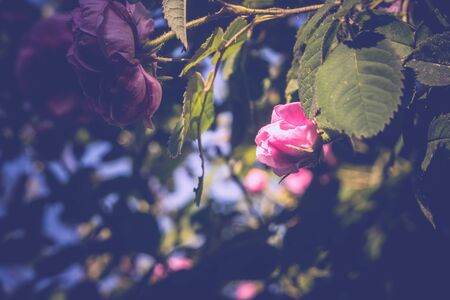 Climbing pink rose in the garden, close up vintage background.の写真素材