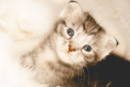 Cute baby kitten portrait close up background, vintage colors.の写真素材