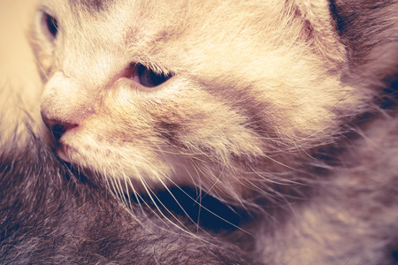 Cute baby kitten portrait close up background, vintage colors.の写真素材