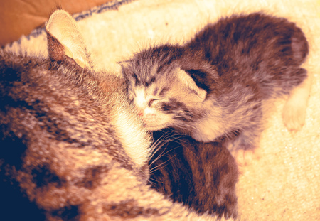 Cute baby kitten portrait close up background, vintage colors.の写真素材
