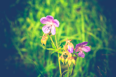 Wild little flower of violet color in the summer meadow.の写真素材