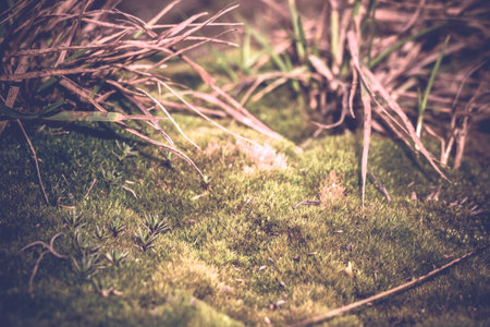 Green common moss in the forest, vintage close up background.