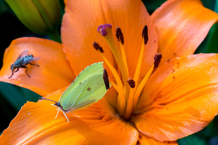 Bright orange lily flowers in the sunny garden.の写真素材