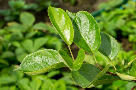 Fresh green leaves on a branch close up background.